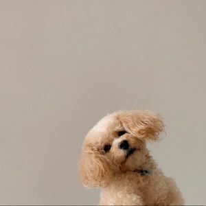 Meet your Posher, Silah